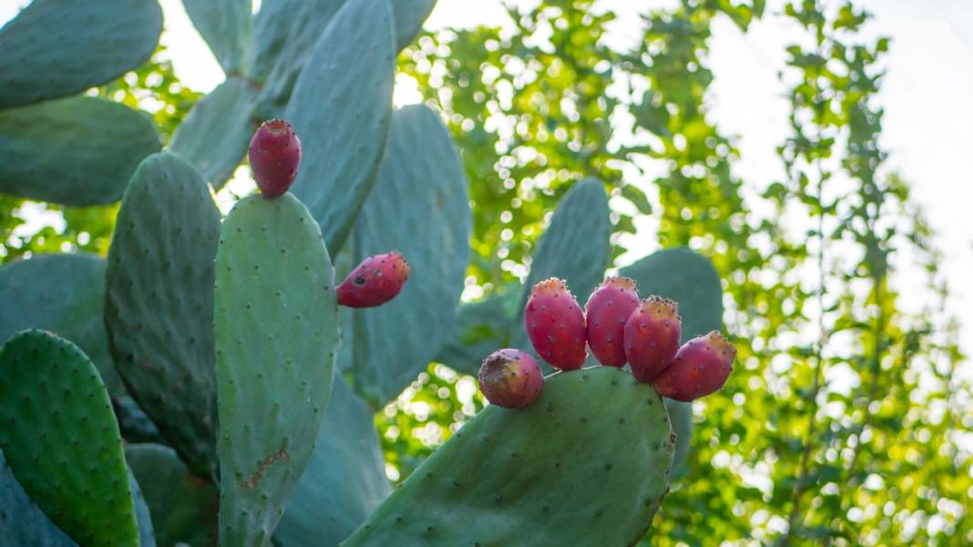 Dikenli kaktüs meyveleri çevreyi güzelleştiriyor 8