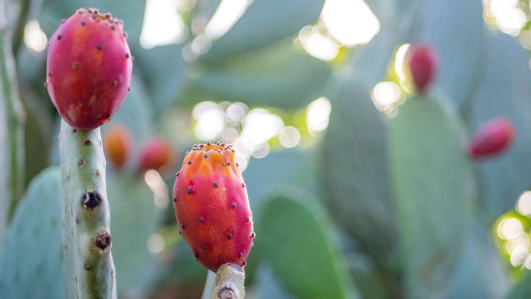 Dikenli kaktüs meyveleri çevreyi güzelleştiriyor 9