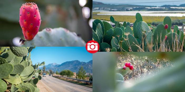 Dikenli kaktüs meyveleri çevreyi güzelleştiriyor