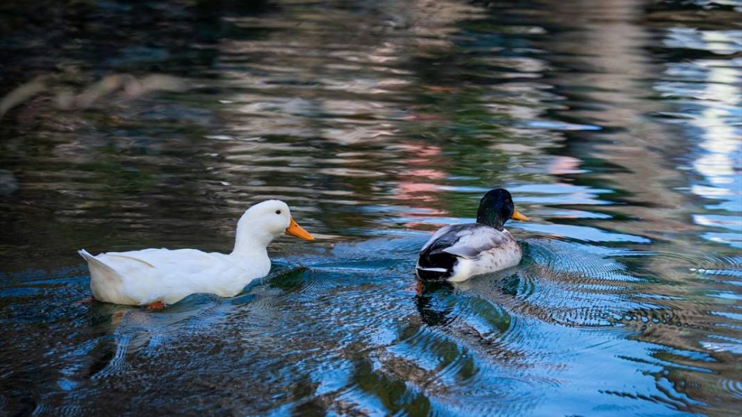 Anadolu’nun saklı mekanlarından: Gökpınar Gölü 6