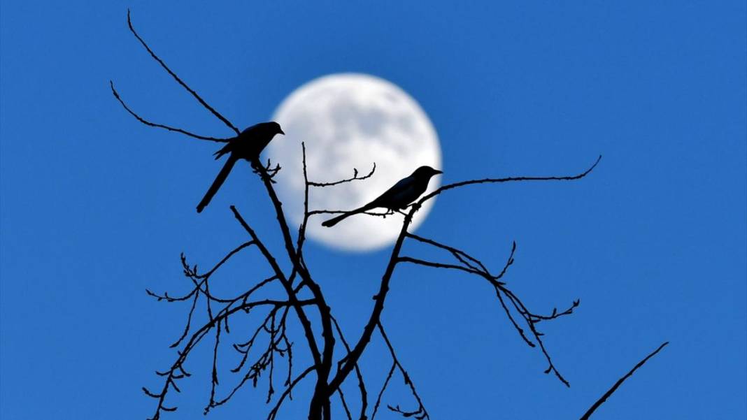 Gökyüzünde Dolunay güzelliği 10