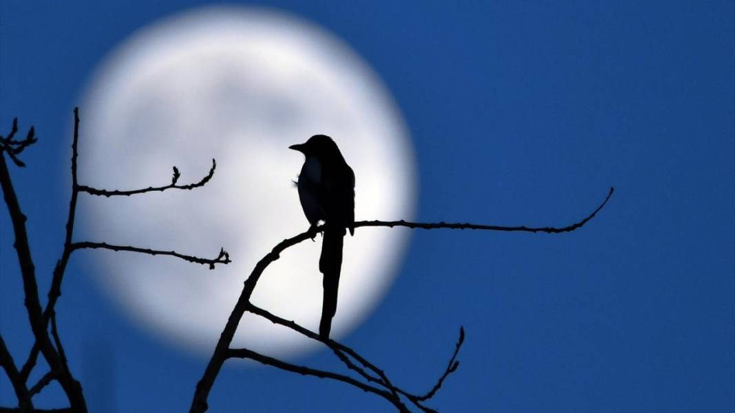 Gökyüzünde Dolunay güzelliği 12