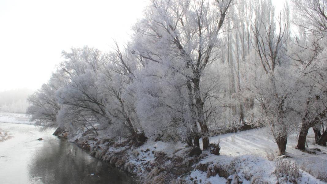 Ağrı'da ağaçlar kırağı tuttu 2
