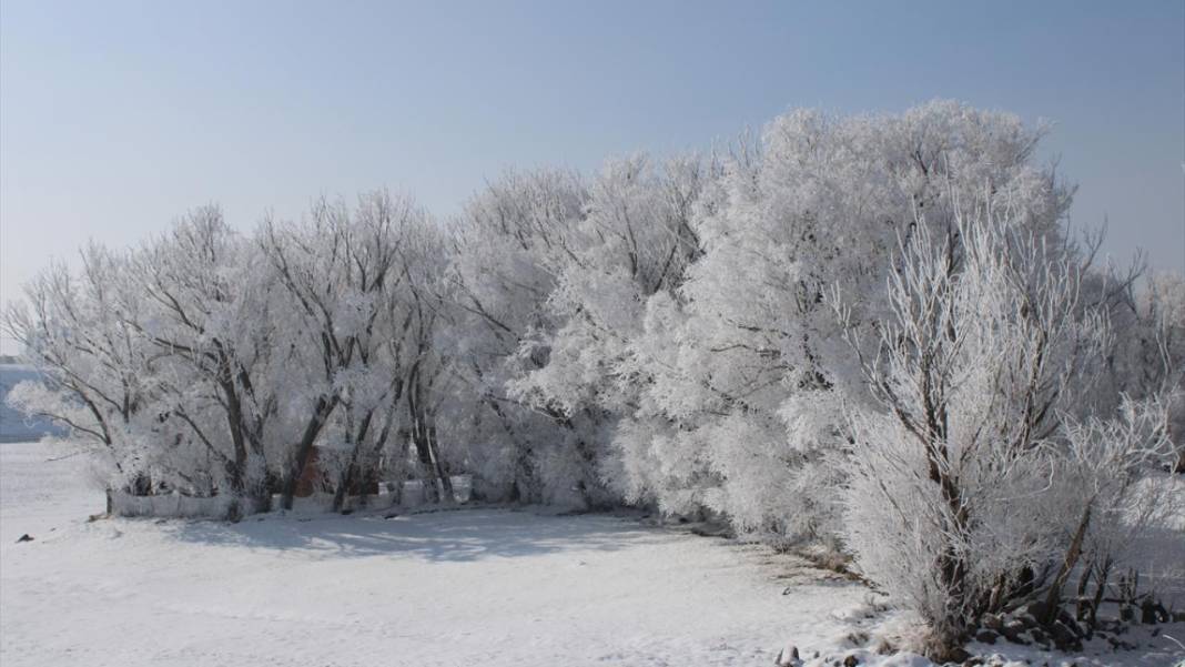 Ağrı'da ağaçlar kırağı tuttu 3