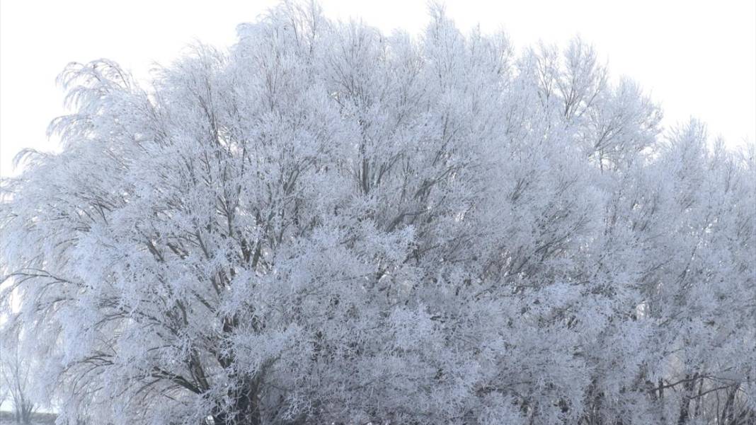 Ağrı'da ağaçlar kırağı tuttu 4