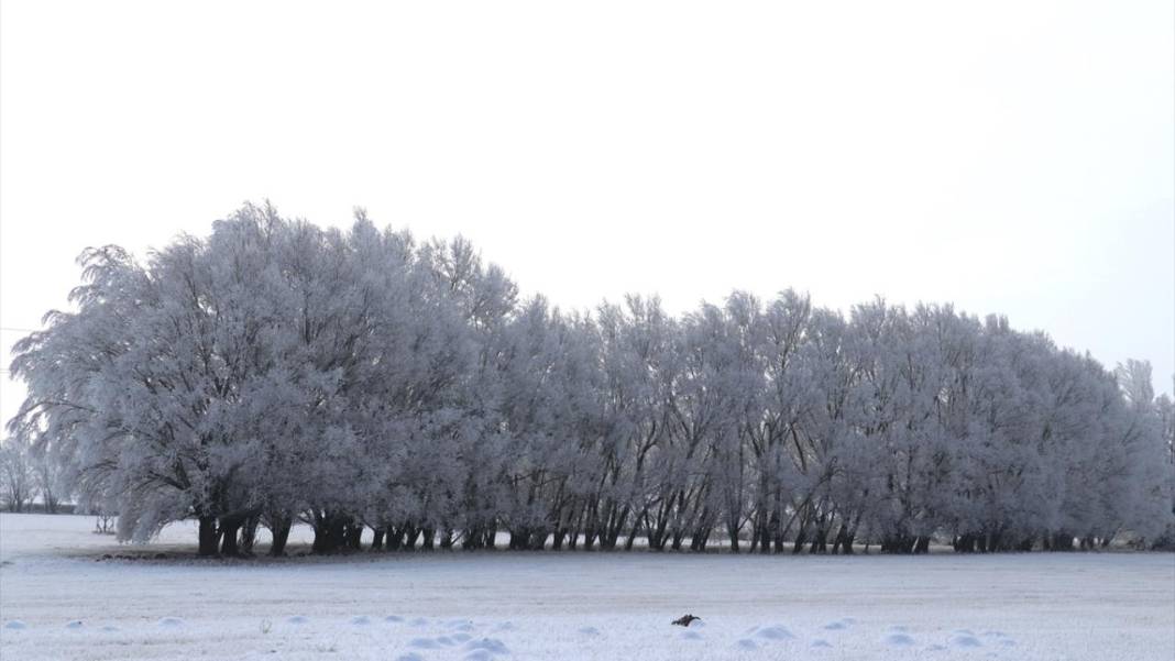 Ağrı'da ağaçlar kırağı tuttu 7