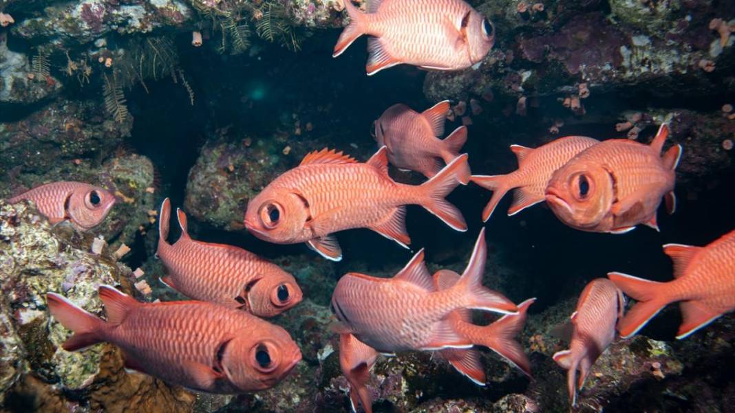 Deniz altındaki ilahi sanat 1