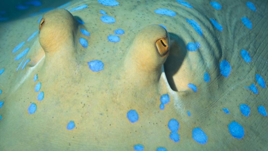 Deniz altındaki ilahi sanat 10