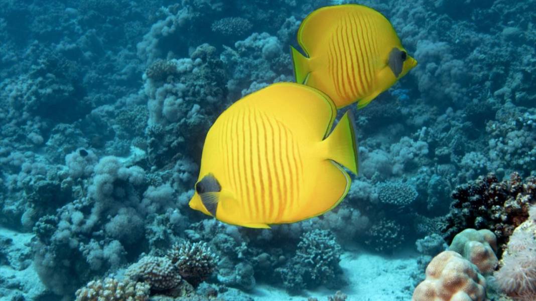 Deniz altındaki ilahi sanat 12