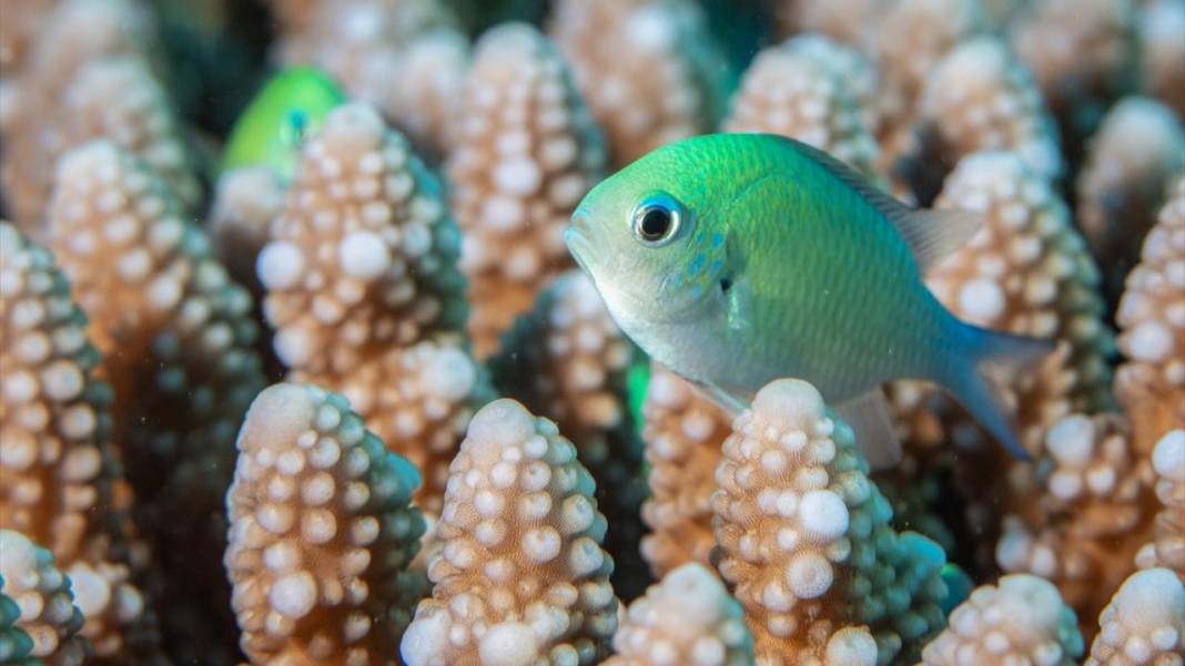 Deniz altındaki ilahi sanat 15