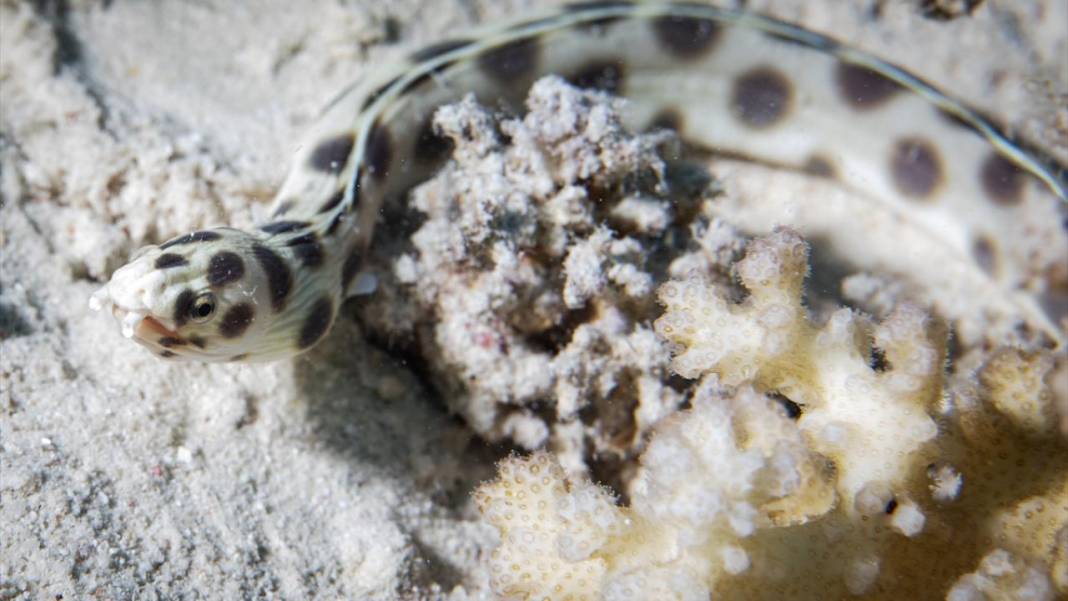 Deniz altındaki ilahi sanat 17