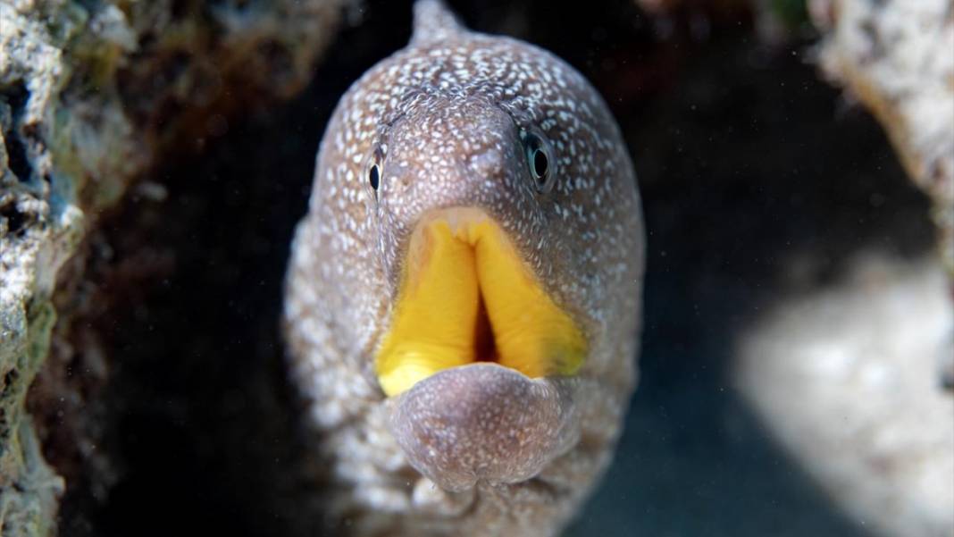 Deniz altındaki ilahi sanat 19