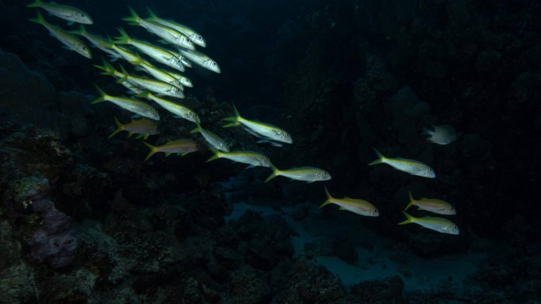 Deniz altındaki ilahi sanat 2