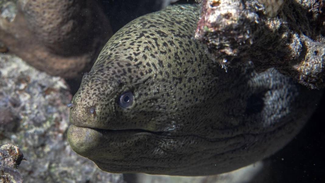 Deniz altındaki ilahi sanat 20