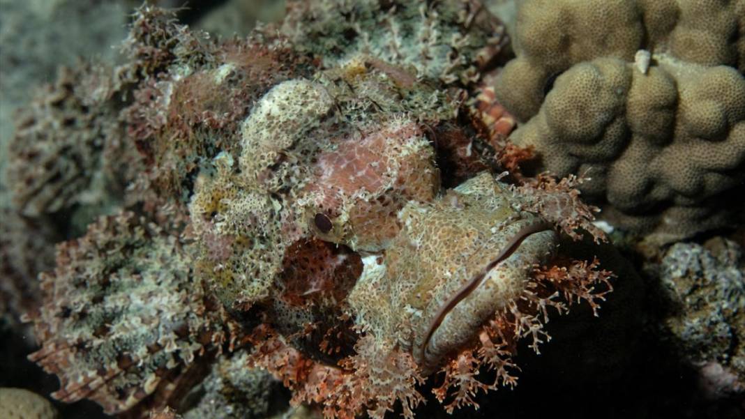 Deniz altındaki ilahi sanat 21