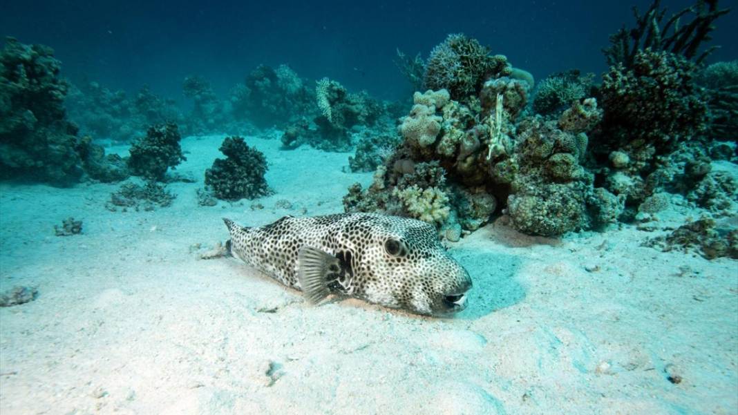 Deniz altındaki ilahi sanat 22