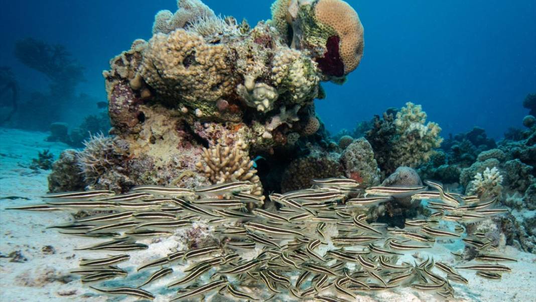 Deniz altındaki ilahi sanat 24