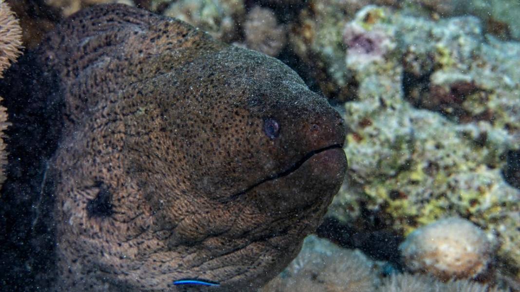 Deniz altındaki ilahi sanat 25