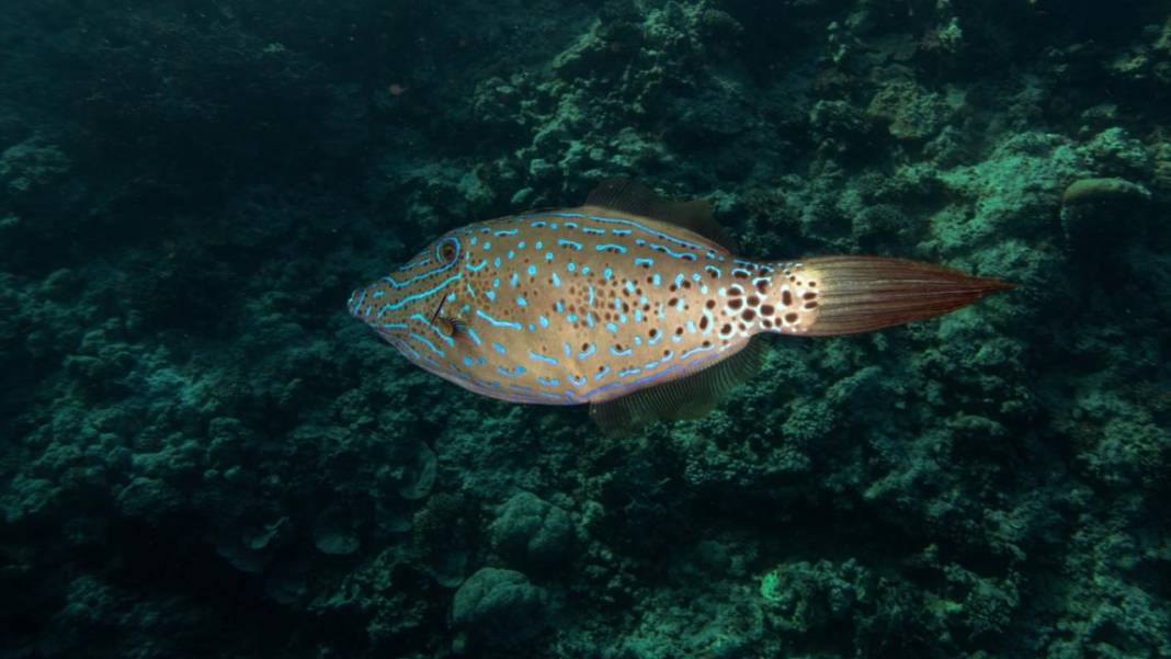 Deniz altındaki ilahi sanat 32