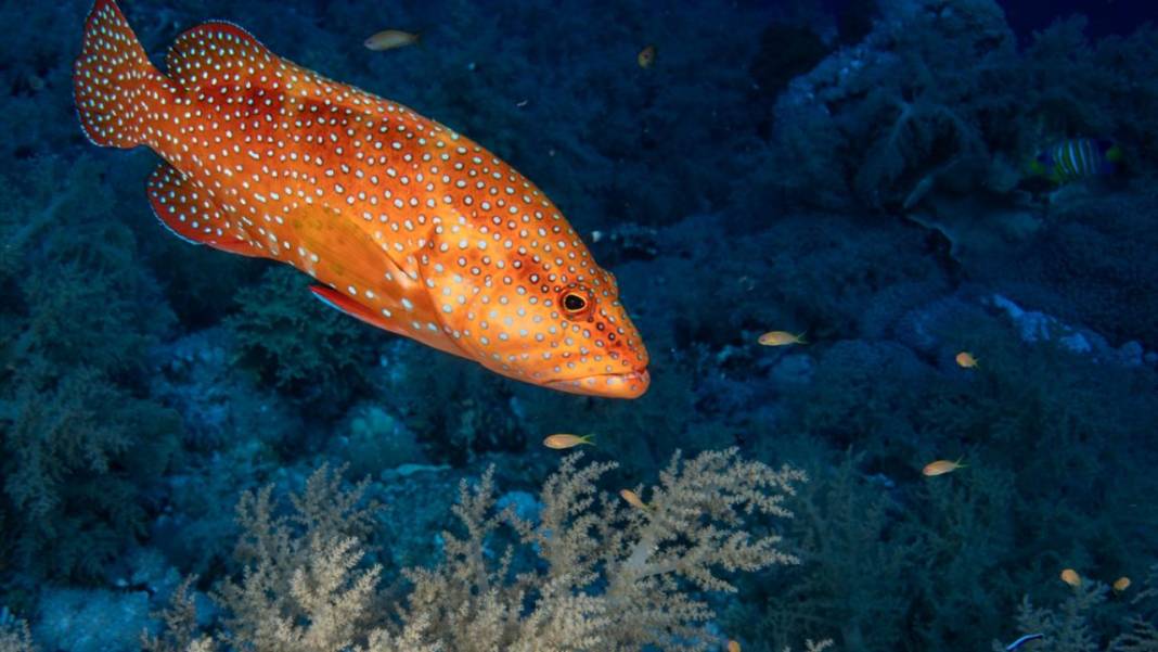 Deniz altındaki ilahi sanat 5