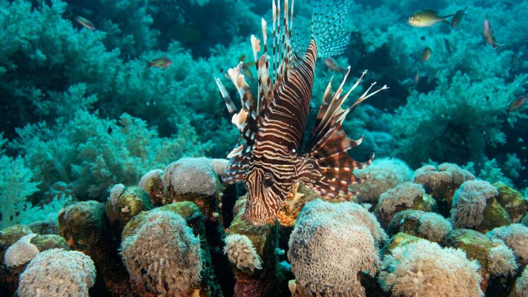 Deniz altındaki ilahi sanat 7