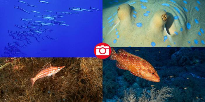 Deniz altındaki ilahi sanat