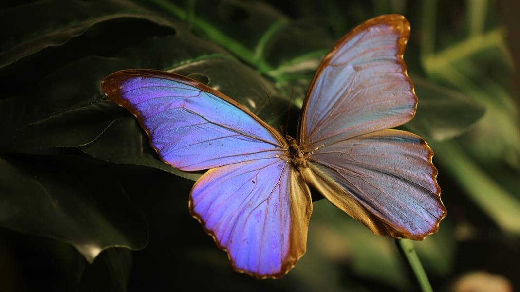 Şebiarus ziyaretçileri kelebekleri de tefekkür edebilecek 1