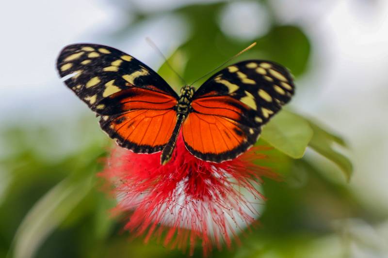 Şebiarus ziyaretçileri kelebekleri de tefekkür edebilecek 10