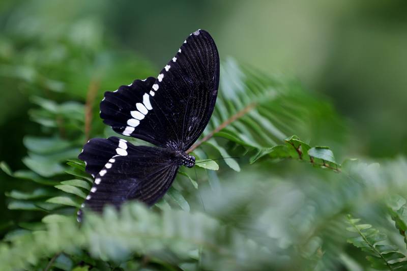 Şebiarus ziyaretçileri kelebekleri de tefekkür edebilecek 11