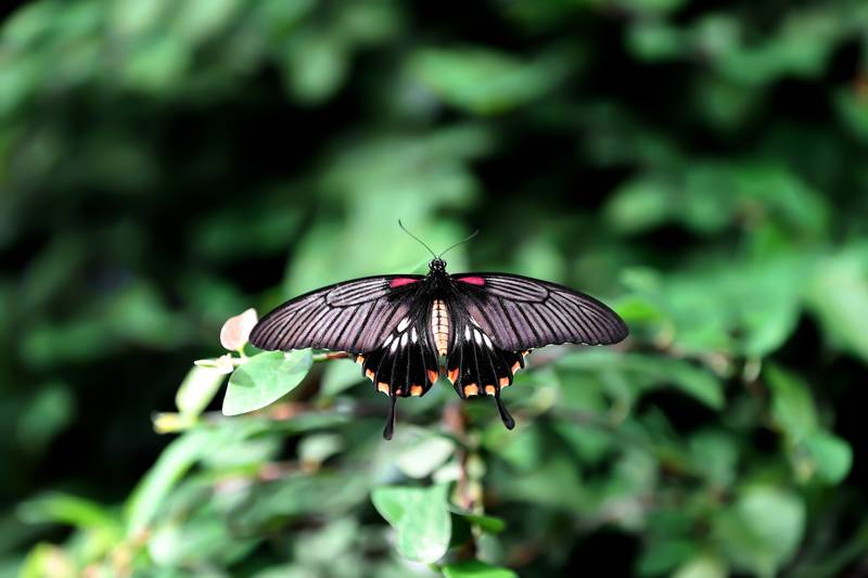 Şebiarus ziyaretçileri kelebekleri de tefekkür edebilecek 12