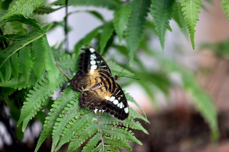 Şebiarus ziyaretçileri kelebekleri de tefekkür edebilecek 13