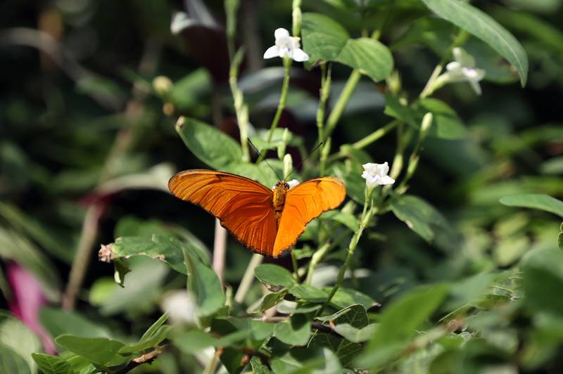 Şebiarus ziyaretçileri kelebekleri de tefekkür edebilecek 14