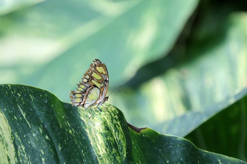 Şebiarus ziyaretçileri kelebekleri de tefekkür edebilecek 15