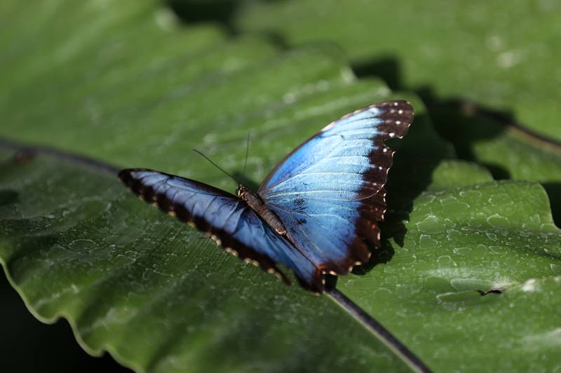 Şebiarus ziyaretçileri kelebekleri de tefekkür edebilecek 16