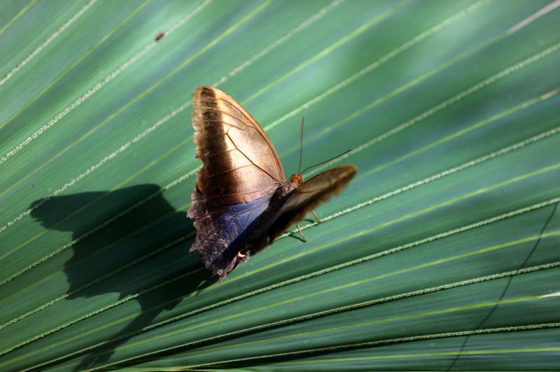 Şebiarus ziyaretçileri kelebekleri de tefekkür edebilecek 17