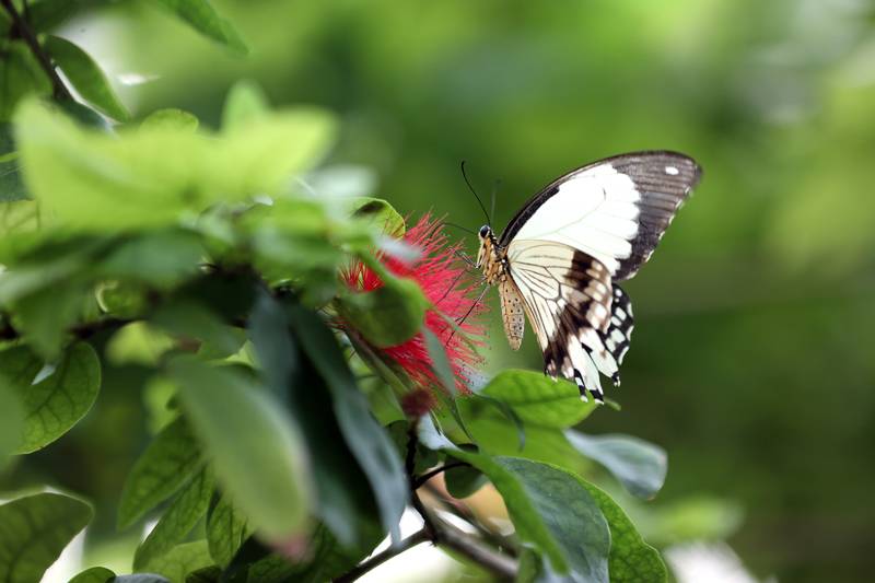 Şebiarus ziyaretçileri kelebekleri de tefekkür edebilecek 18