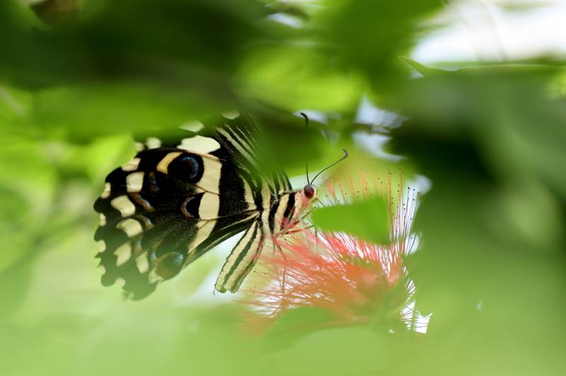 Şebiarus ziyaretçileri kelebekleri de tefekkür edebilecek 19