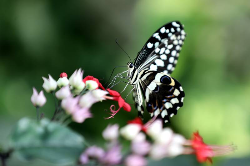 Şebiarus ziyaretçileri kelebekleri de tefekkür edebilecek 2