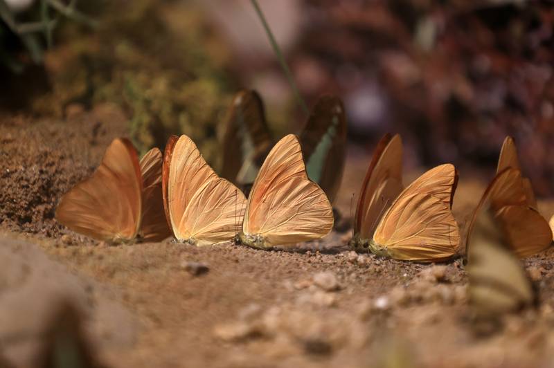 Şebiarus ziyaretçileri kelebekleri de tefekkür edebilecek 20
