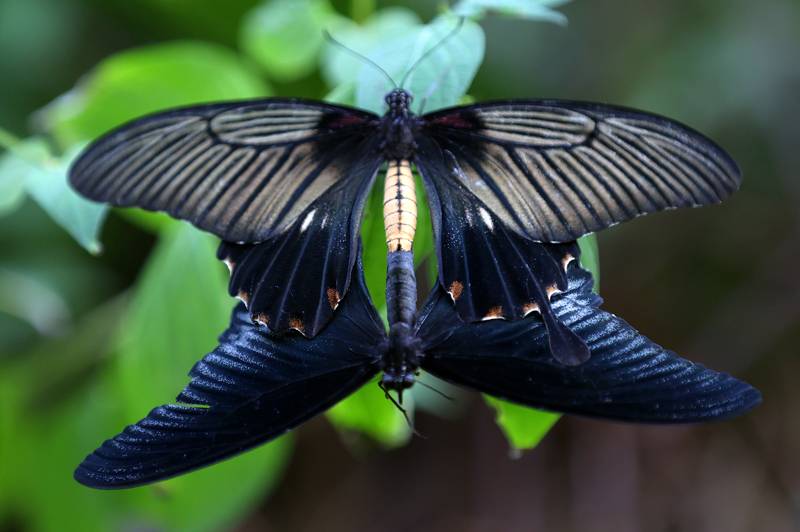 Şebiarus ziyaretçileri kelebekleri de tefekkür edebilecek 21