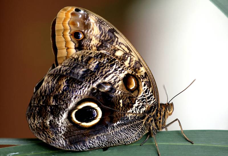 Şebiarus ziyaretçileri kelebekleri de tefekkür edebilecek 22