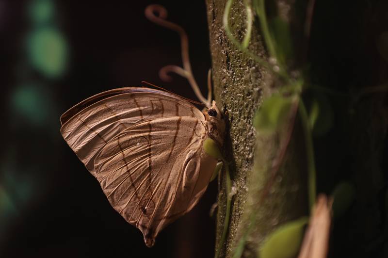 Şebiarus ziyaretçileri kelebekleri de tefekkür edebilecek 23