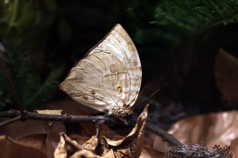 Şebiarus ziyaretçileri kelebekleri de tefekkür edebilecek 24