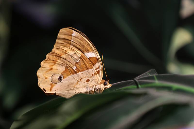 Şebiarus ziyaretçileri kelebekleri de tefekkür edebilecek 25