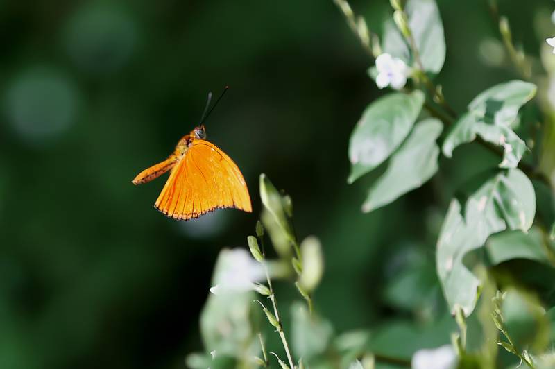 Şebiarus ziyaretçileri kelebekleri de tefekkür edebilecek 3