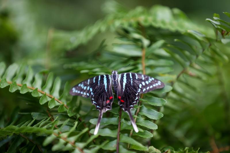 Şebiarus ziyaretçileri kelebekleri de tefekkür edebilecek 4