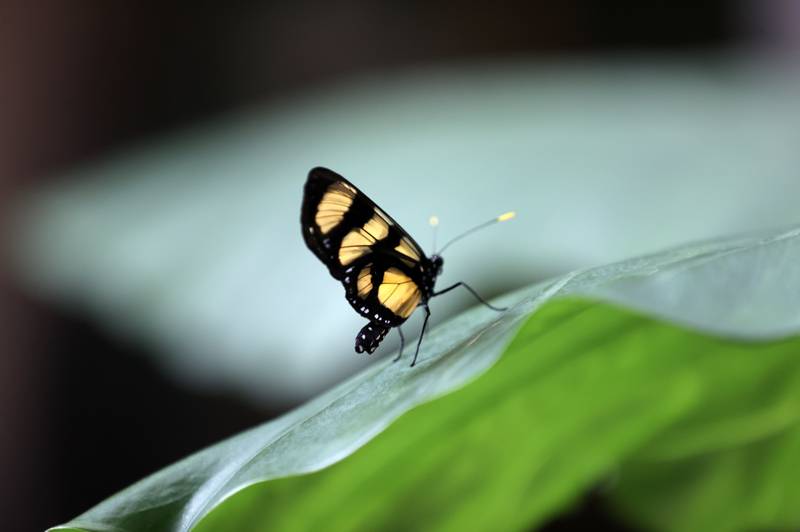 Şebiarus ziyaretçileri kelebekleri de tefekkür edebilecek 5