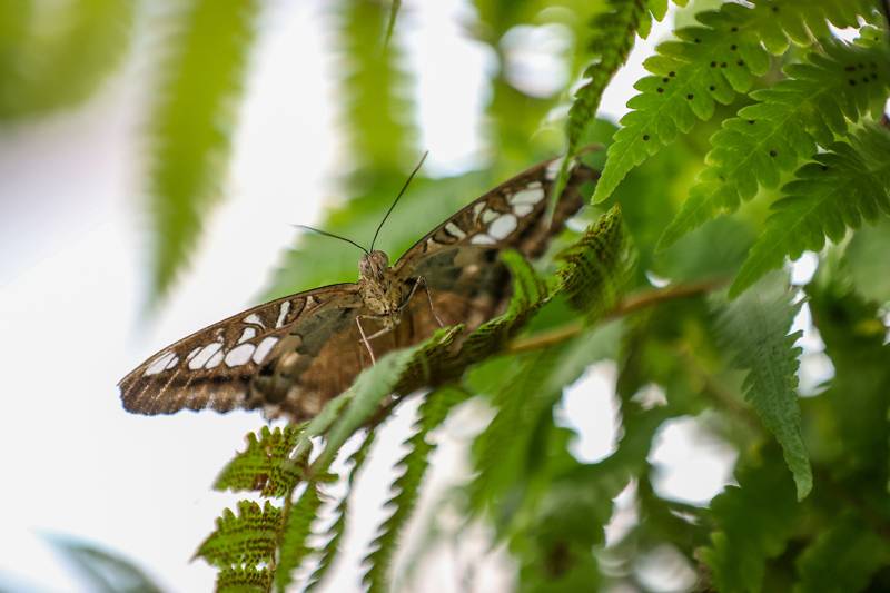 Şebiarus ziyaretçileri kelebekleri de tefekkür edebilecek 6