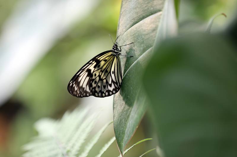 Şebiarus ziyaretçileri kelebekleri de tefekkür edebilecek 7