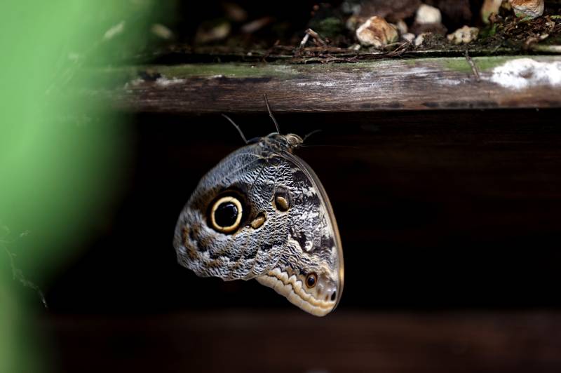 Şebiarus ziyaretçileri kelebekleri de tefekkür edebilecek 8